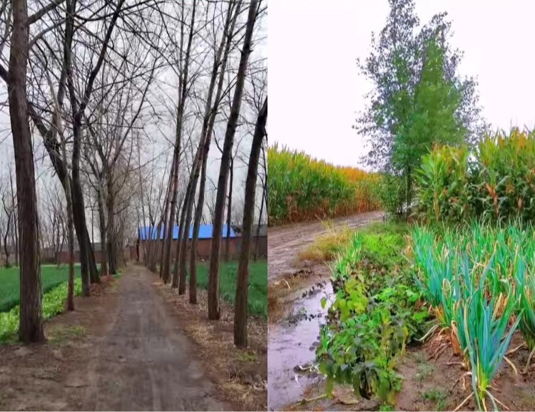 【100款】乡下乡村农村土坯房子乡村道路怀旧视频素材  第3张